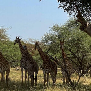 PRIVATE TOUR - 9 DAYS / 8 NIGHTS SENEGAL ELISABETH JONES – Image 12
